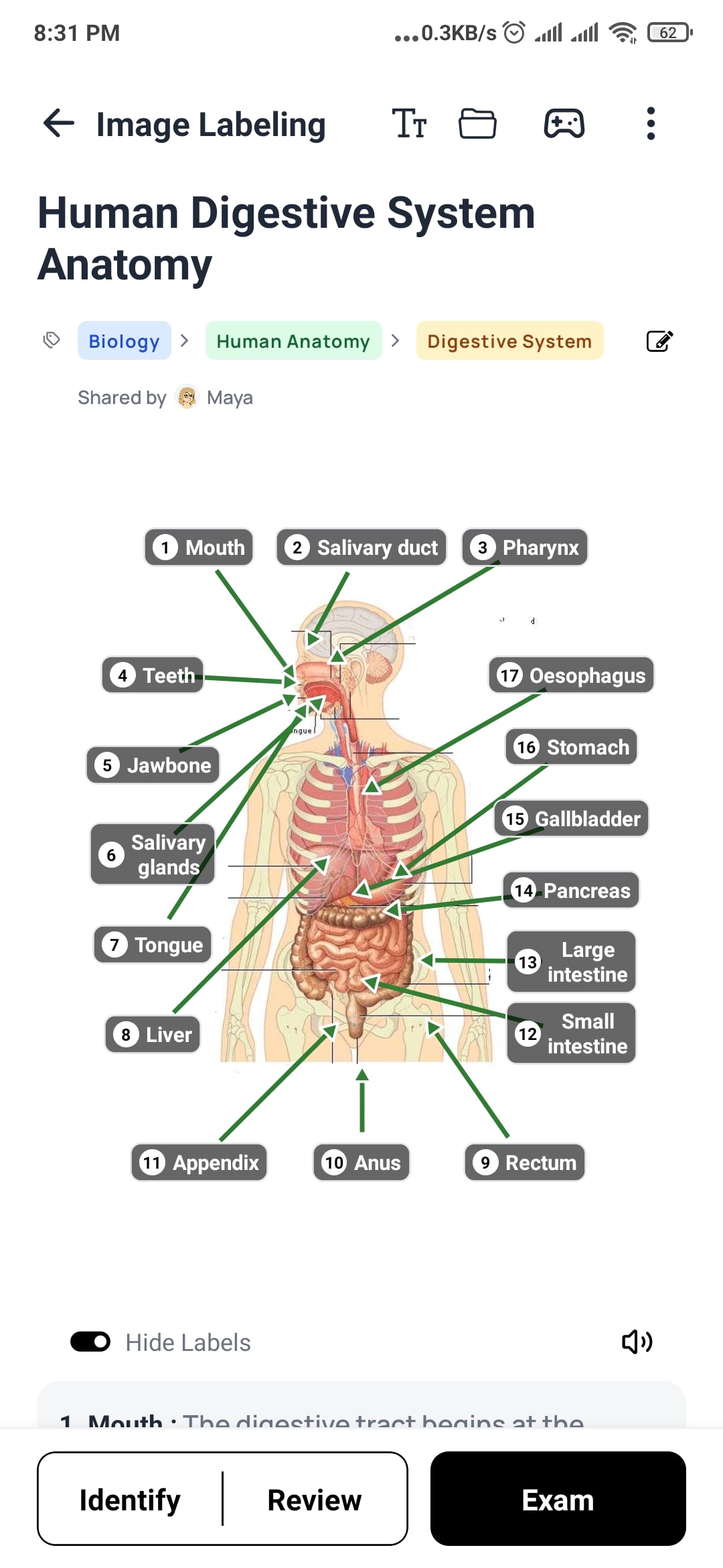 A labelled diagram of the human digestive system with numbered callouts and identify, review and exam modes